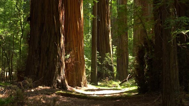 Redwood National Park Epic VIew of Giant Redwoods California USA World Heritage SIte