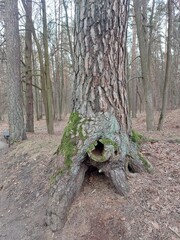 Vilnius city park with large trees