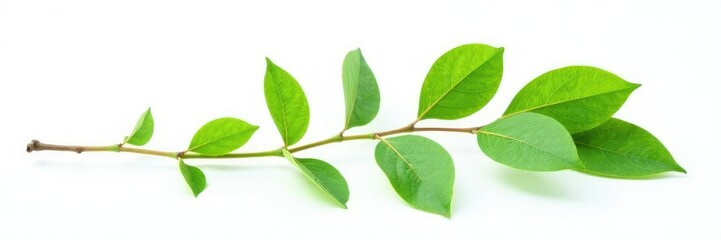 Fototapeta premium Single green branch isolated on white background, branch, leaf, clean