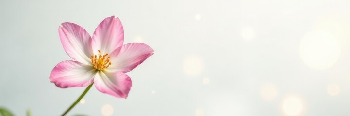 Fototapeta premium Single flower on white background with a shallow depth of field for bokeh effect, shallow, bloom, flower