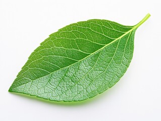 Obraz premium Fresh green leaf with intricate vein patterns on a light background