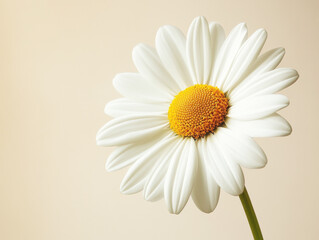Beautiful daisy flower blooming with soft background