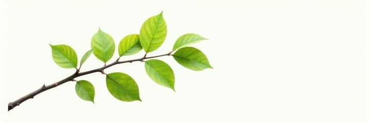 Fototapeta premium Single branch with leaves on white background, tree, white background, leafy
