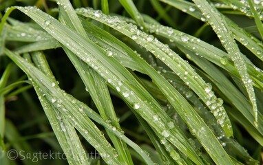 Sunlit Raindrops Clinging To Fresh Spring Grass