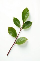 Obraz premium Single branch with leaves on white background, elegant, isolated branches, nature