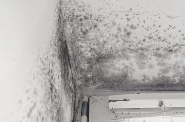 Hazardous mold on walls and ceiling by window with blinds indoors