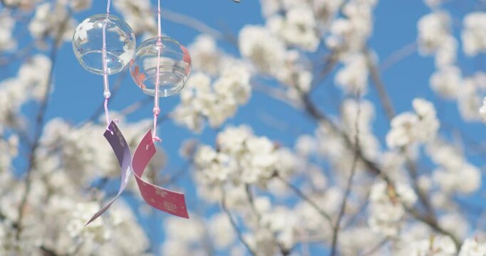Spring blooming plum blossoms cherry blossoms bees collecting nectar