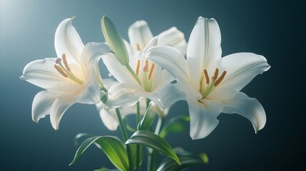 Naklejka premium White Lilies in Dark Background