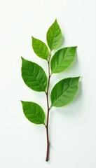 Obraz premium Single branch with leaves in a plain white background, texture, nature, greenery