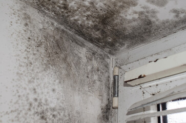 Hazardous mold on walls and ceiling by window with blinds indoors