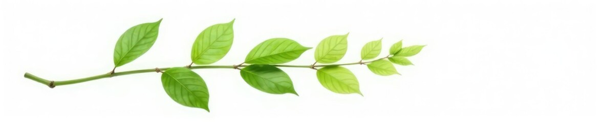 Fototapeta premium Single branch with delicate foliage on white background, elegance, isolated branches, greenery