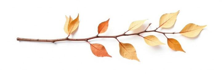 Naklejka premium Single branch with dead leaves and twigs on white, isolated, branch, botanical
