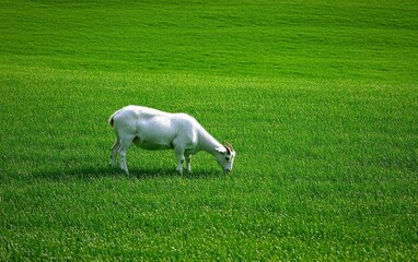 Obraz premium White Goat Grazing In A Green Spring Pasture