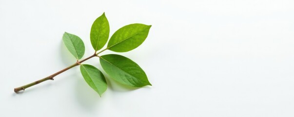 Fototapeta premium Single branch on white surface with subtle texture, tree branch, tree, natural