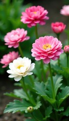 Obraz premium Pink and white ranunculus in full bloom in a garden bed, white flowers, full bloom, ranunculus