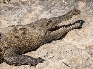 Krokodil