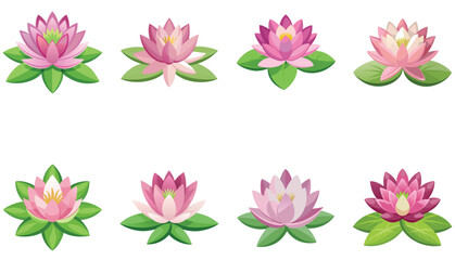 pink lotus flower