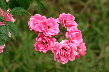 flores