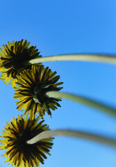 Three dandelions © Klimczak-Krajewska