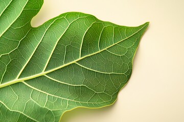 Fototapeta premium Close-up of a Lush Green Leaf