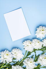 Vertical Chrysanthemums blue background. Festive holiday greeting card for Birthday, Woman or Mothers Day