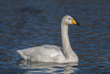 Fototapeta premium Whooper Swan swimming on a loch, close up