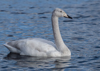 Fototapeta premium Whooper Swan Cygnet, swimming on a loch, close up