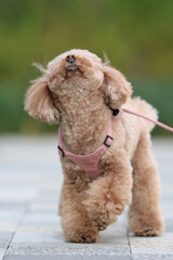 緑の公園を散歩するトイ・プードル