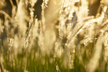 Fototapeta premium Golden Sunlight Shining Through Tall Grass Blades at Dusk