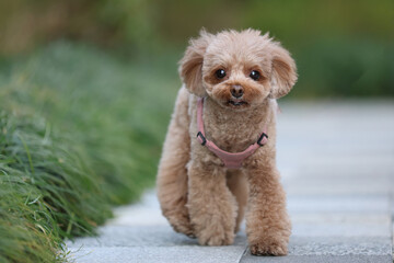 公園を散歩するトイ・プードル