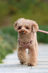 公園を散歩するトイ・プードル