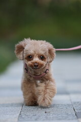 公園を散歩するトイ・プードル