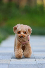 公園を散歩するトイ・プードル