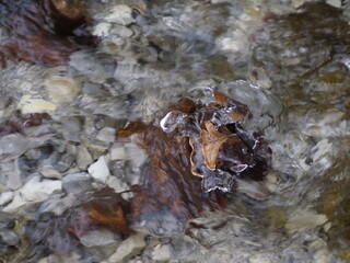 Icy Leaf on Rock in Stream, Close-up