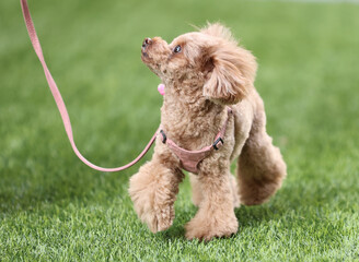 公園を散歩しているトイ・プードル