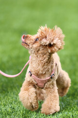 緑の公園で散歩するトイ・プードル