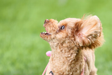 緑の公園で散歩するトイ・プードル