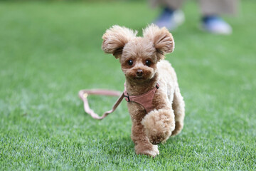 緑の公園で散歩するトイ・プードル