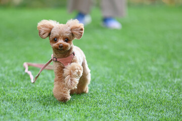緑の公園で散歩するトイ・プードル
