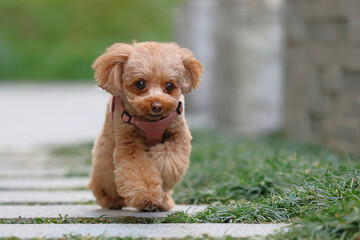 公園を飼い主さんと散歩しているトイ・プードル