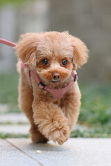 公園を飼い主さんと散歩しているトイ・プードル