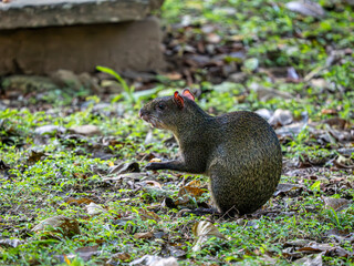Grau Hörnchen