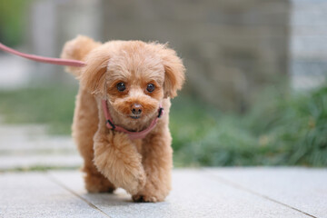公園を飼い主さんと散歩しているトイ・プードル