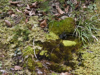 Mossy Rocks and Leaves in Forest, Close-up