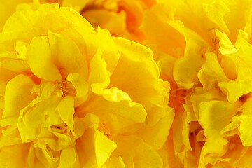 Obraz premium Vibrant Yellow Floral Arrangement with Lush Petals and Textures