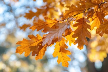 Autumn oak tree branch heavy with orange-brown leaves, highlighted against blurred park background