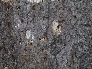 Old Tree Bark Texture, Close-up
