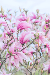 Obraz premium Beautiful pink magnolia flowers closeup. Spring nature concept. Selective focus