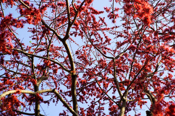 Vibrant Red Blossoms Against Clear Blue Sky in Springtime Scene