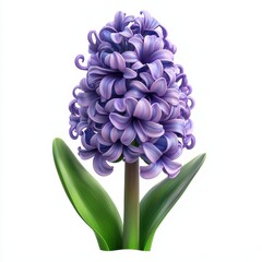 Realistic 3D Icon Cartoon of a Macro Close-Up of a Blooming Hyacinth with Purple Curled Petals isolated on clear white background